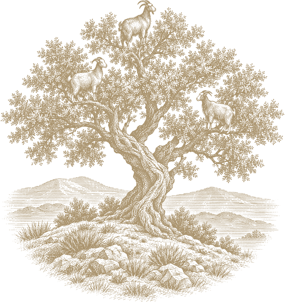 Engraving of an argan tree on a rocky hillside with goats standing in its branches
