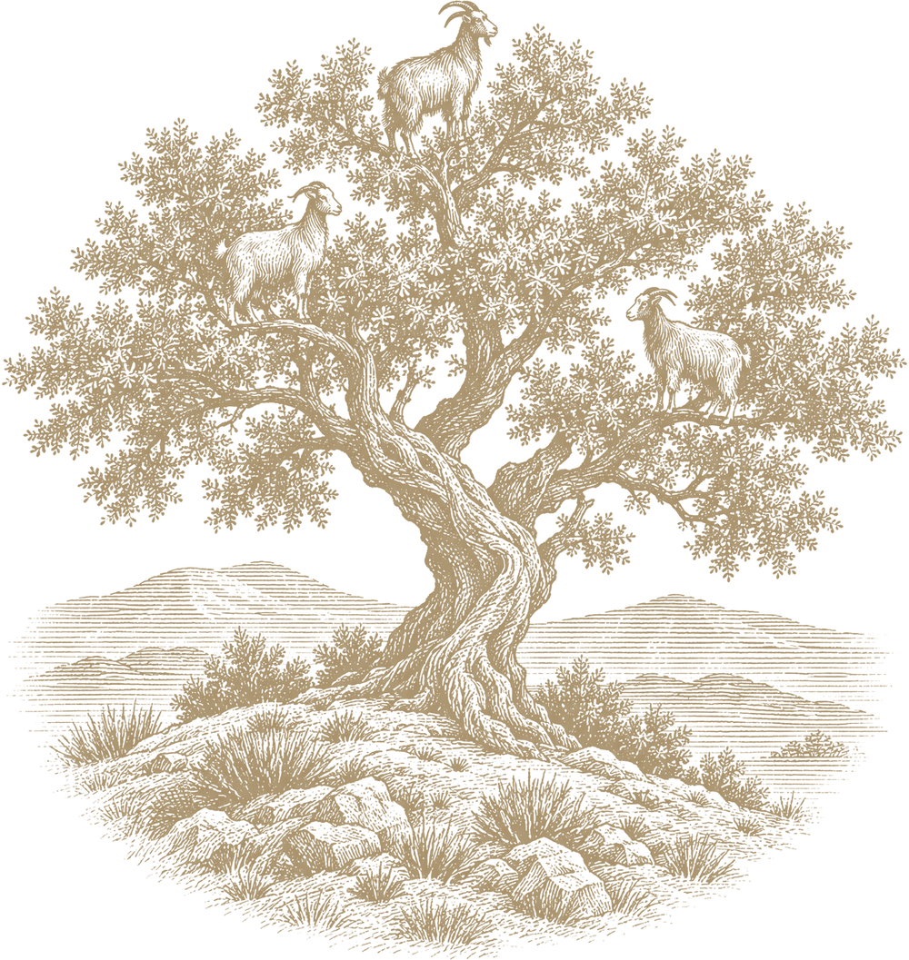 Engraving of an argan tree on a rocky hillside with goats standing in its branches