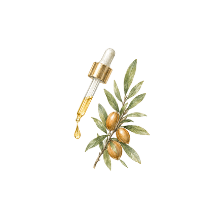 Watercolor of a glass dropper beside argan leaves
