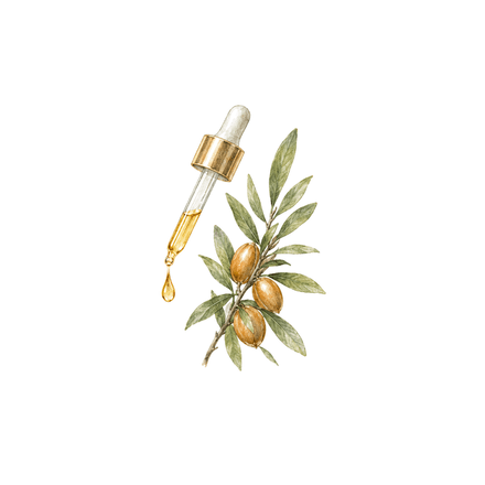 Watercolor of a glass dropper beside argan leaves
